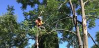 Alexandria Tree Services Unlimited image 4